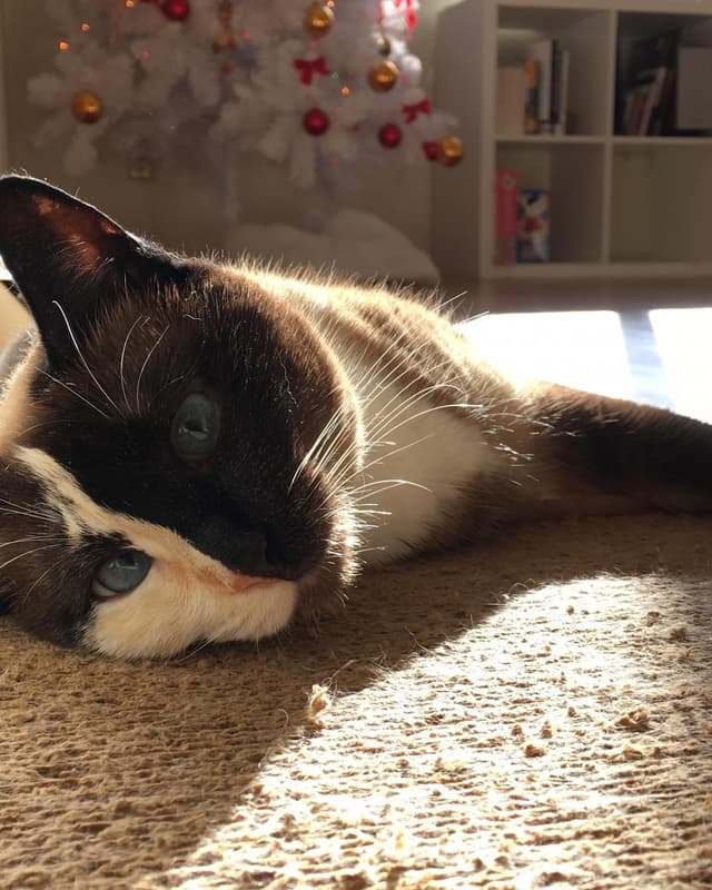 Snowshoe