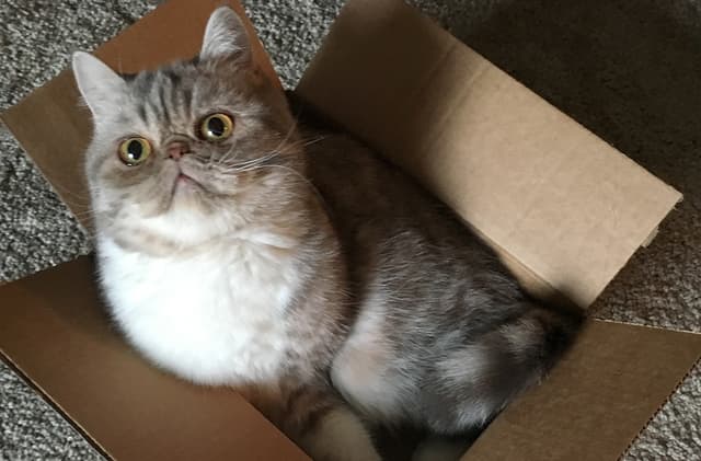Exotic Shorthair