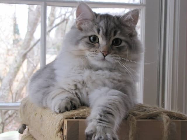 Siberian