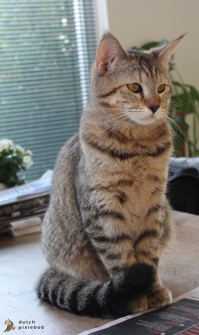 Pixie-bob
