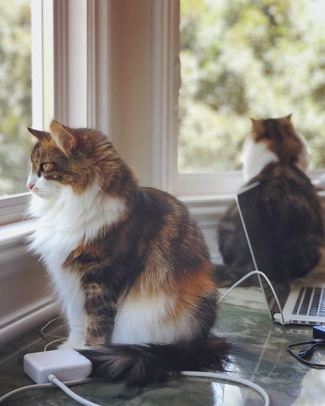 Norwegian Forest Cat
