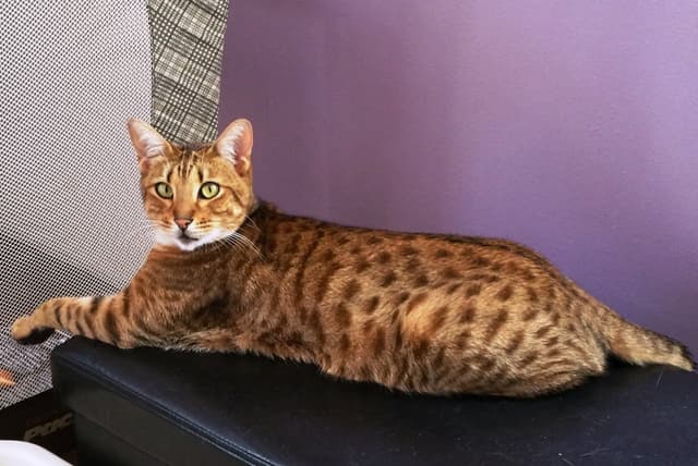 Savannah