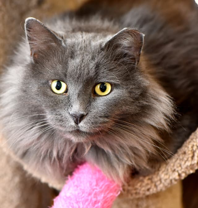 Nebelung