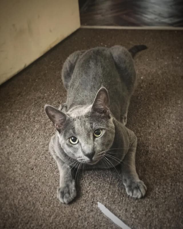 Korat