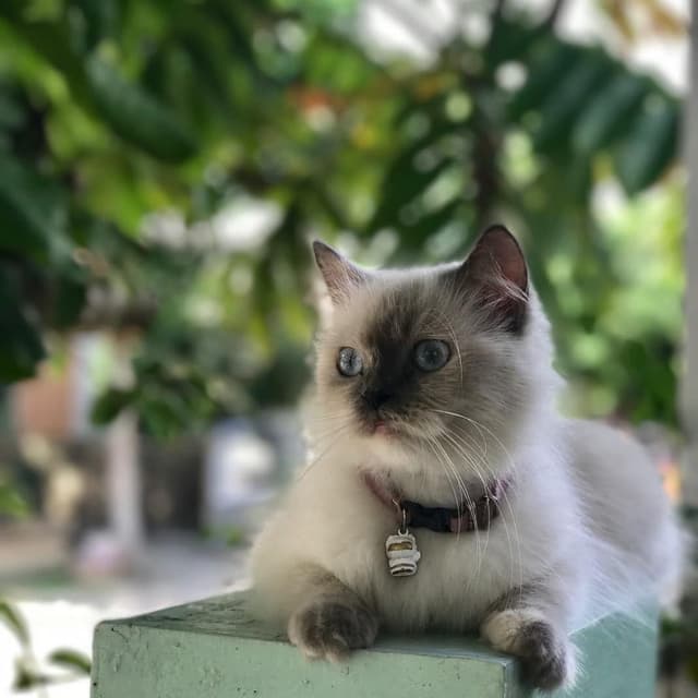 Birman