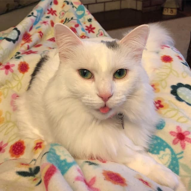 Turkish Angora