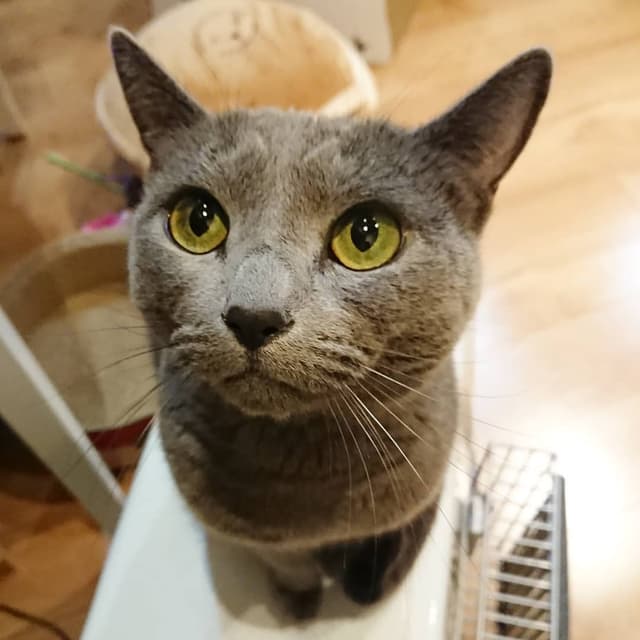 Russian Blue