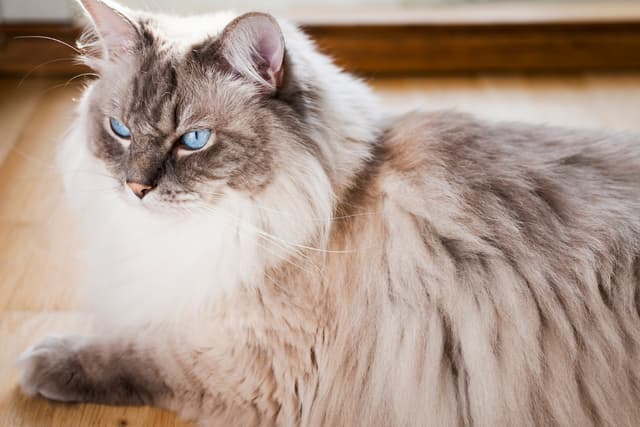 Ragdoll