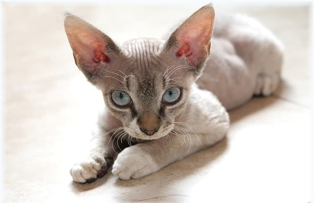 Devon Rex