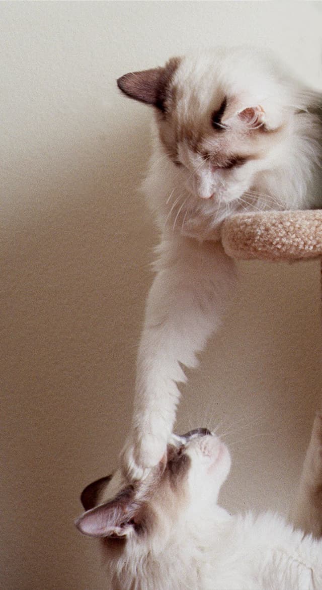 Ragdoll