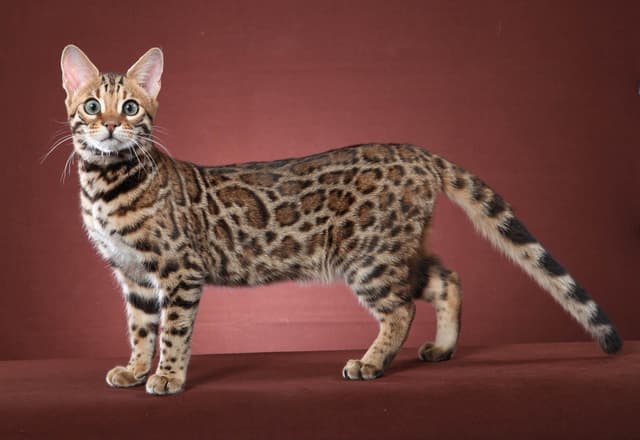 Cheetoh