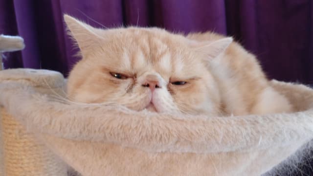 Exotic Shorthair