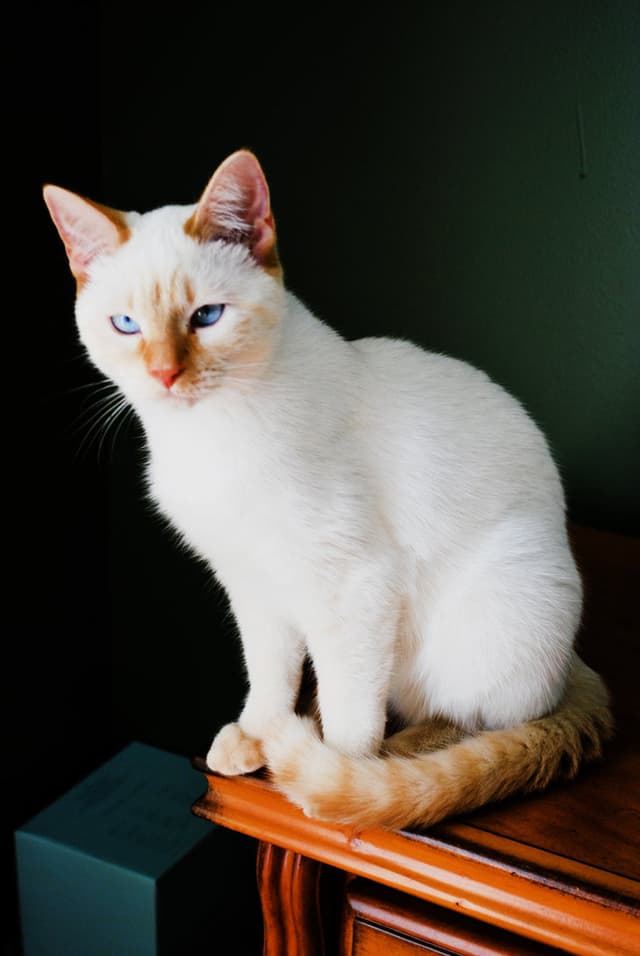 Colorpoint Shorthair