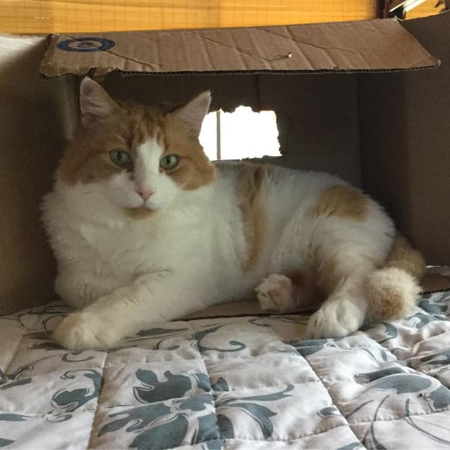 Turkish Van