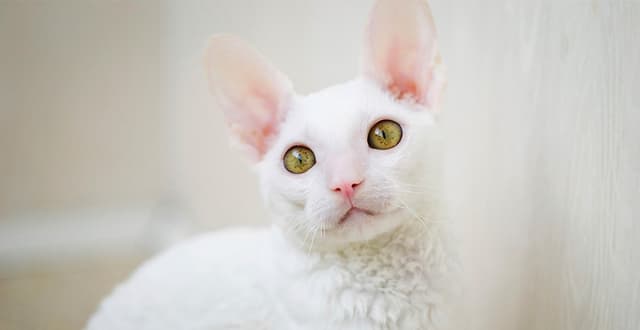 Cornish Rex
