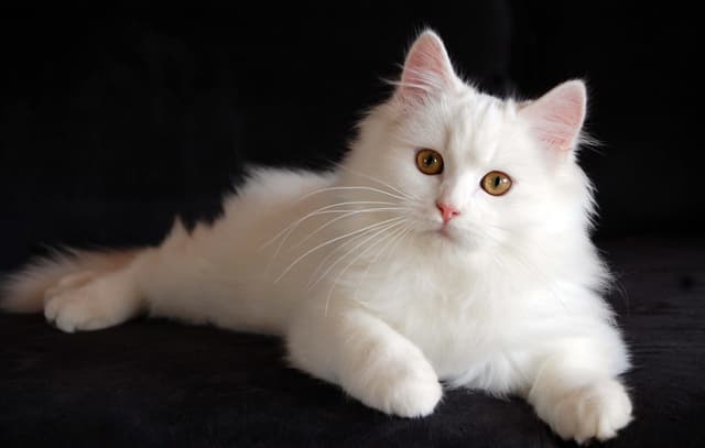 Persian