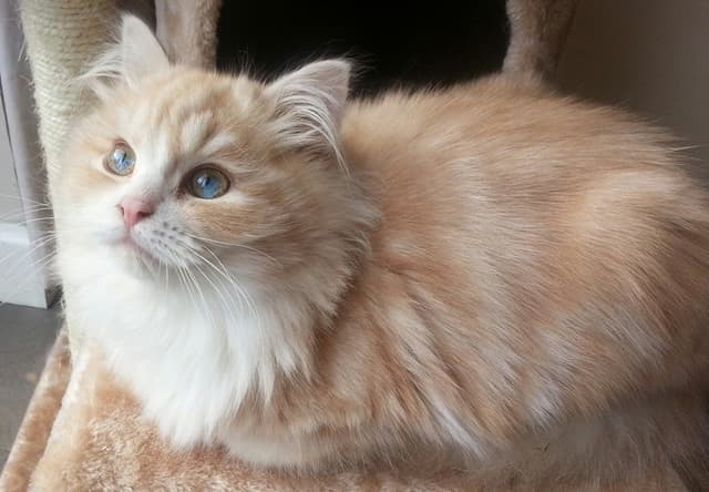 Ragamuffin