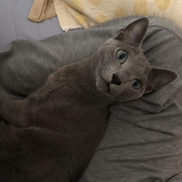 Russian Blue