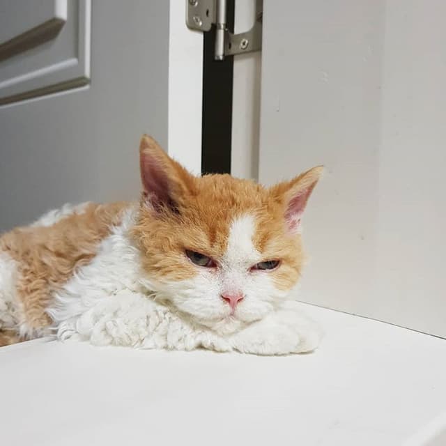 Selkirk Rex