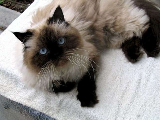 Himalayan
