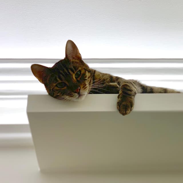 Toyger