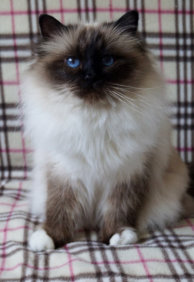 Birman