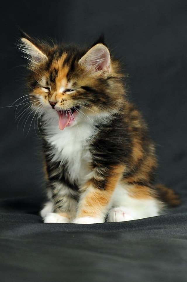 Maine Coon
