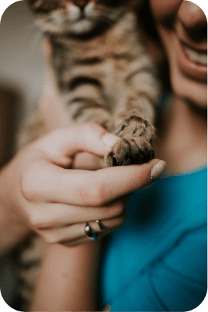 Cat as a pet