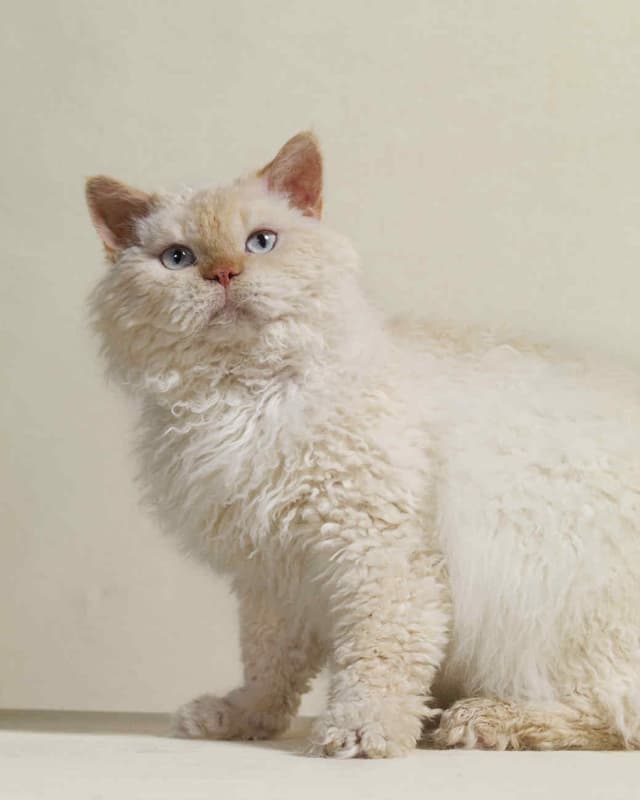 Selkirk Rex