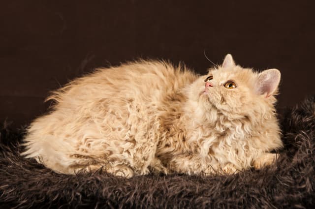 Selkirk Rex